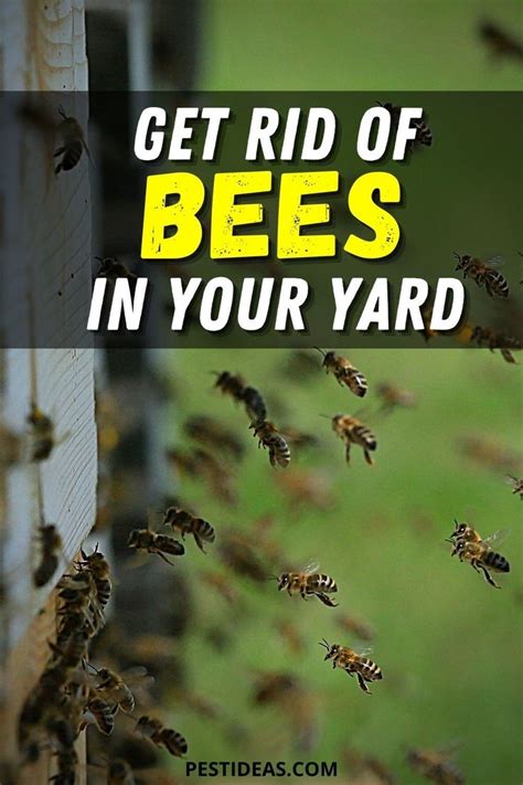 How To Get Rid Of Bees A Step By Step Guide First Republic Craigslist