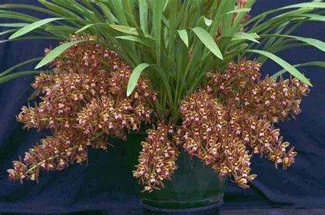 Cymbidium Floribundum Alchetron The Free Social Encyclopedia