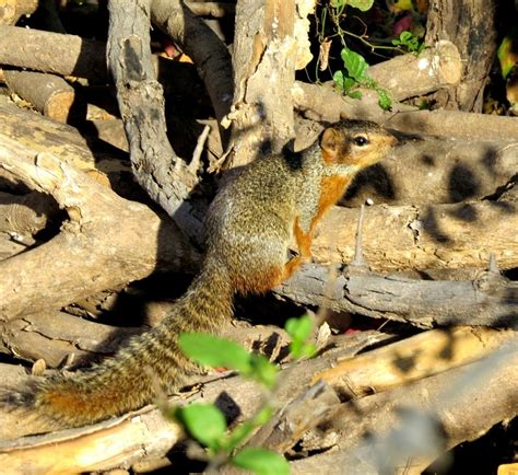 Tesmo (Guía de Naturaleza, La Campana) · iNaturalist