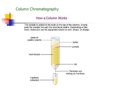 Using Ion Exchange Chromatography To Separate Proteins Biotechnology