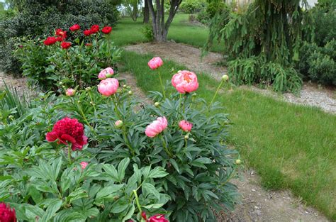 Paeonia Coral Charm 5 2021 XPeony Paeonia Coral Charm Flickr