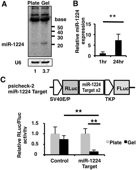 Mir Expression Was Upregulated During In Vitro Angiogenesis A