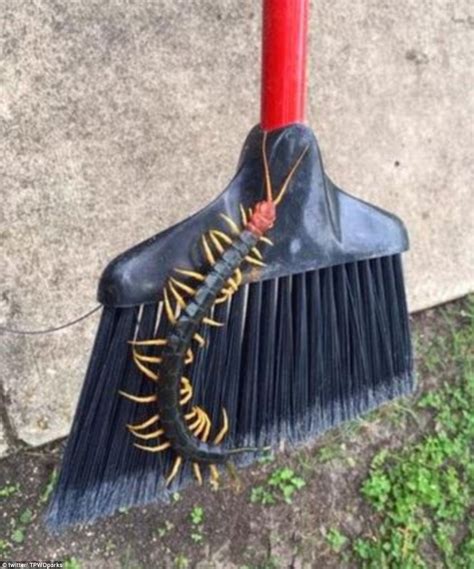 Amazonian Giant Centipede Eating Bat