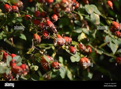 Arbusto Di Rosa Canina Immagini E Fotografie Stock Ad Alta Risoluzione