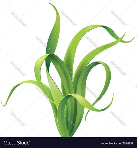 Grass tuft Royalty Free Vector Image - VectorStock