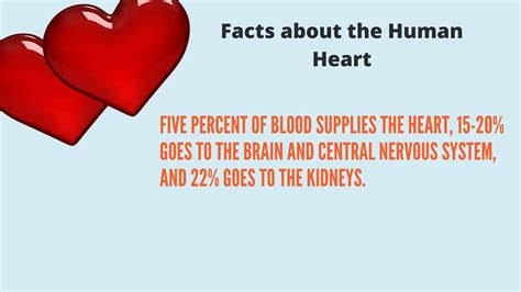 20 Interesting Facts About The Human Heart Youtube