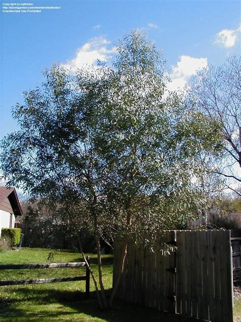 Plantfiles Pictures Eucalyptus Species Yellow Box Tree Eucalyptus