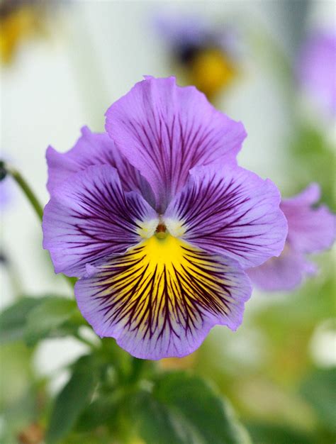 Pansy Flower Purple Violet Free Photo On Pixabay Pixabay