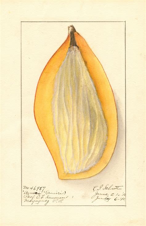 Mangifera Indica Ameeri By Ellen Isham Schutt Artvee