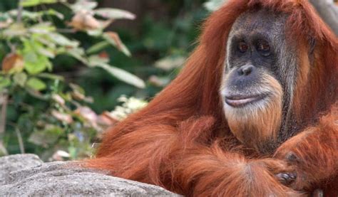 Orangutan - Key Facts, Information & Habitat