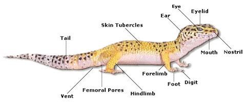 The Gecko anatomy Diagram | Quizlet