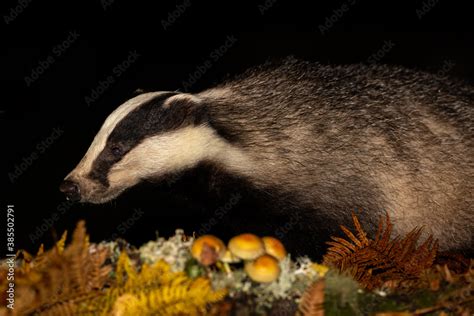 Badger Scientific Name Meles Meles Wild Native Badger In Autumn