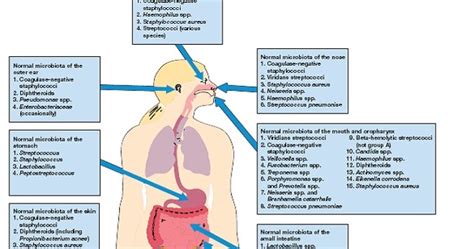 My Scientific Blog Research And Articles Normal Flora Of Human Body