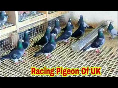 RACER PIGEON OF UK FEEDING TIME BREEDING UPDATES Racing Pigeon Uk