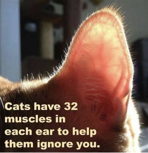 Pin By Massage Pain Relief Specialist On Cats Cat Memes Funny Cats