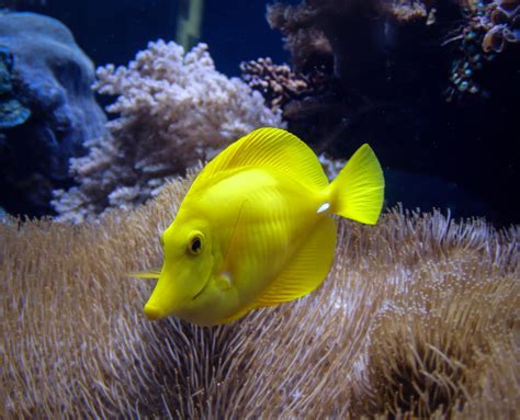 Yellow Tang - Interesting Facts and Photographs | Seaunseen