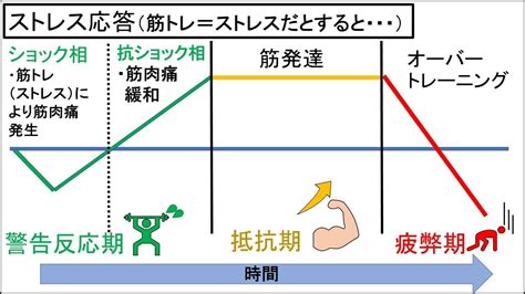 【図解】筋トレ基礎知識 筋肉発達の仕組み｜フリート｜note