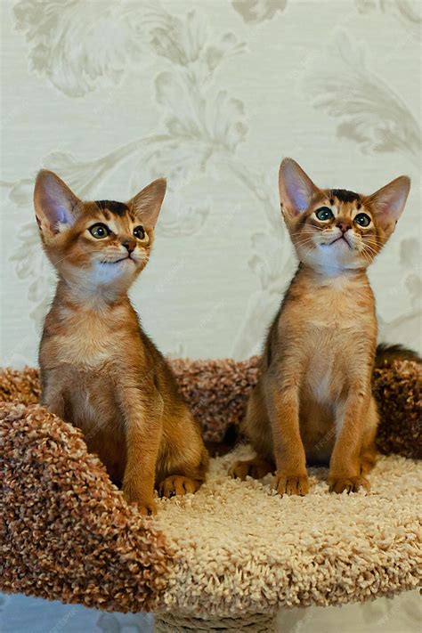 Premium Photo | Abyssinian kittens play funny
