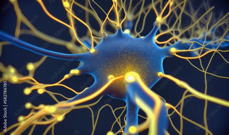 study   nervous system including brain structure  function