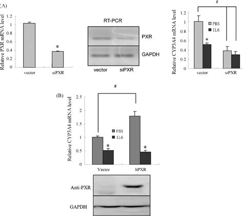 Figure 4 From Pregnane X Receptor Is Required For Interleukin 6