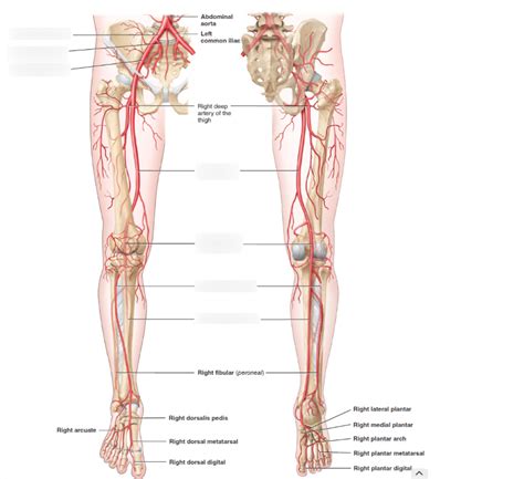 Arteries Of The Pelvis And Lower Limbs Diagram Quizlet