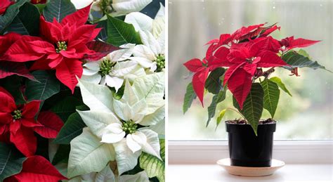 Poinsettia 12 Astuces Pour Bien Entretenir Son étoile De Noël