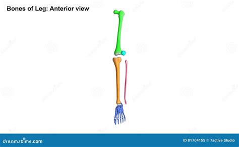 Lower Limb Unlabeled