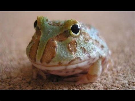 Baby Pacman Frog Feeding Guide | MyPetCareJoy