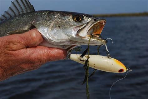 Mud Minnows | Fishing from Florida Shores