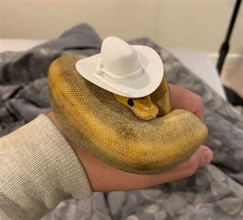 Snakes Wearing Tiny Hats