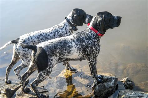 Russian Setter vs Braque d'Auvergne - Breed Comparison