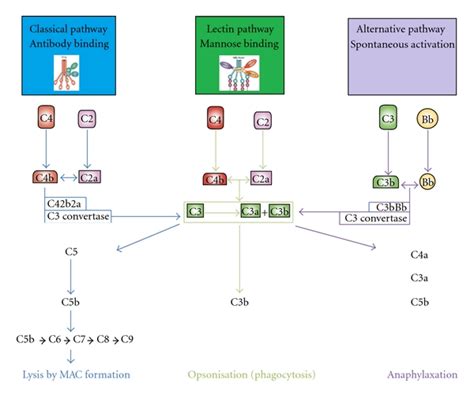 The Complement System The Classical Complement Pathway Involves A