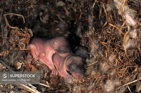 Southern Flying Squirrel Glaucomys Volans Babies In Nest Superstock