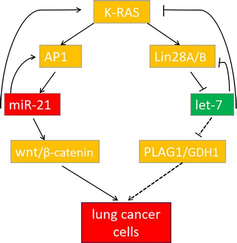 Frontiers MiR 21 And Let 7 Cooperation In The Regulation Of Lung Cancer