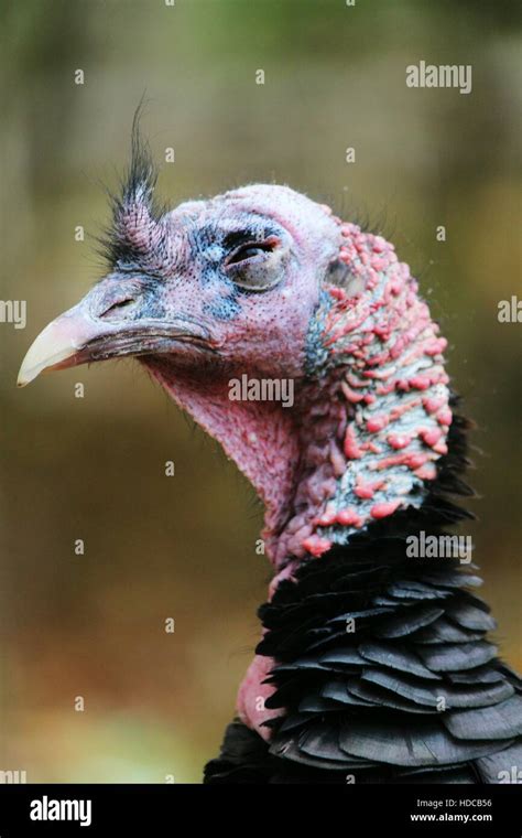 Evil eye turkey hi-res stock photography and images - Alamy