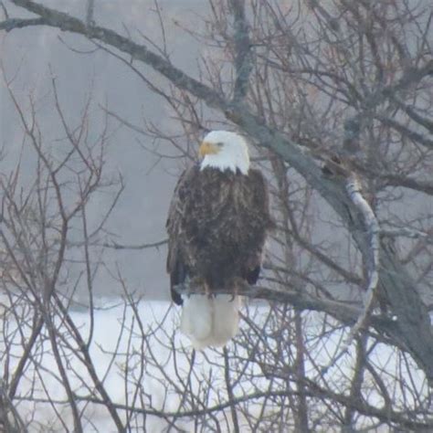 National Eagle Center, Wabasha MN, "Soar with the Eagles", every ...