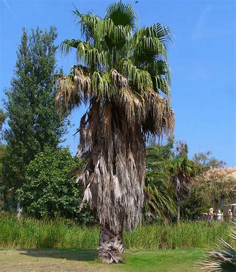 How Fast Do Palm Trees Grow In South Carolina Terrell Hiatt