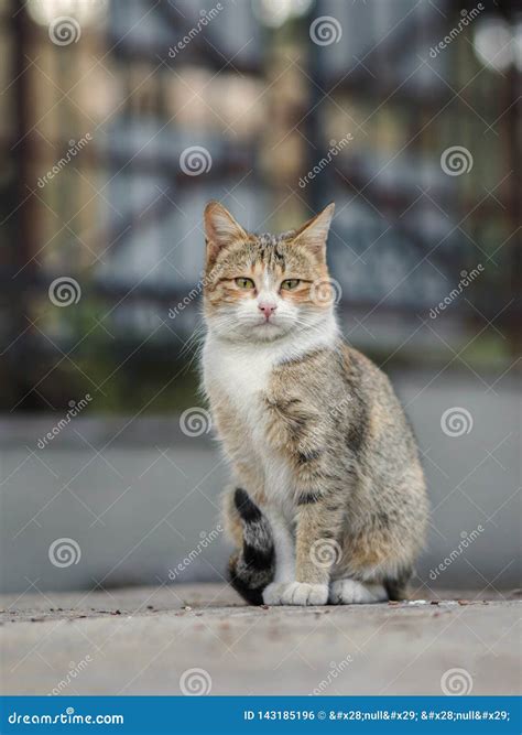 2019 Stray Cat Photographer New Photo, Cute Brown Street Cat Has a Sad