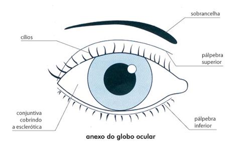Parte Colorida Do Olho - Conheça o Olho Humano - Óticas Mercadótica