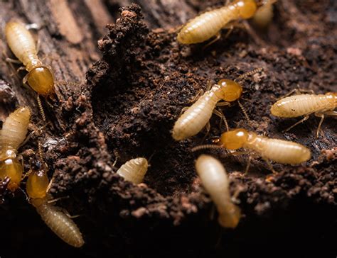 termites sydney management pest solutions