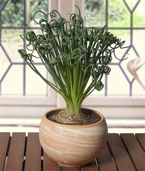 Albuca Spiralis ‘frizzle Sizzle’ How To Grow And Care For Frizzle Sizzle