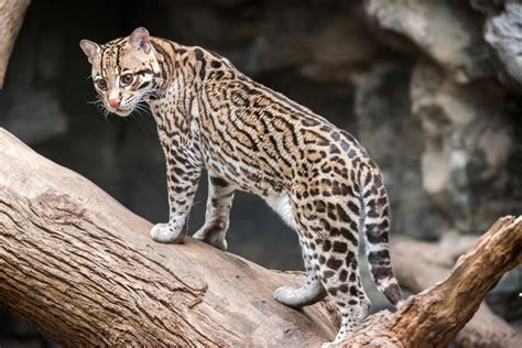 Ocelote Mam Feros De La Orinoqu A Colombiana Naturalista Colombia