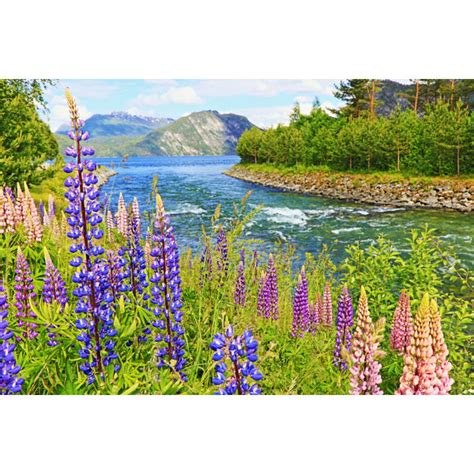 Alpen Home Lupins Flower Flowerbed By Agustavop Wrapped Canvas Print