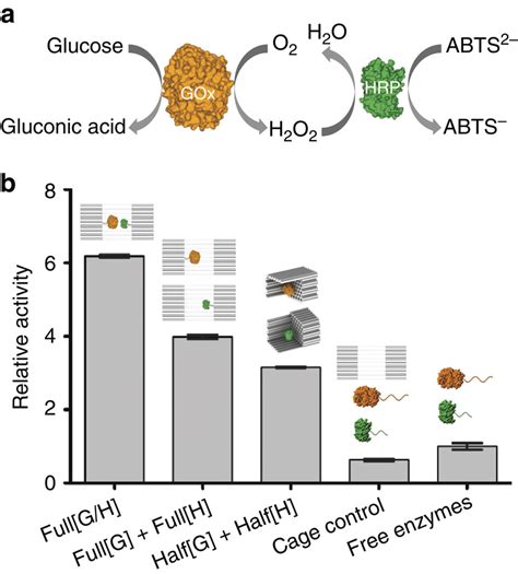 Activity Characterization Of Encapsulated GOx HRP Pairs A Schematic