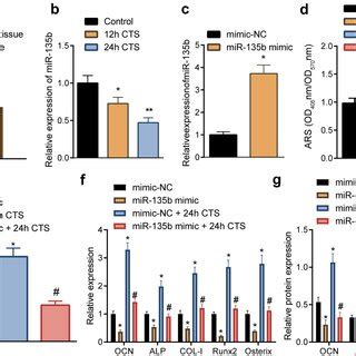 Overexpression Of MiR 135b Attenuates Osteogenic Differentiation Of