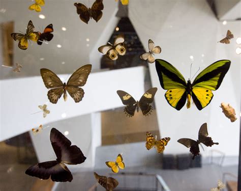 Natural History Museum Of Utah Nets Massive Butterfly Collection The