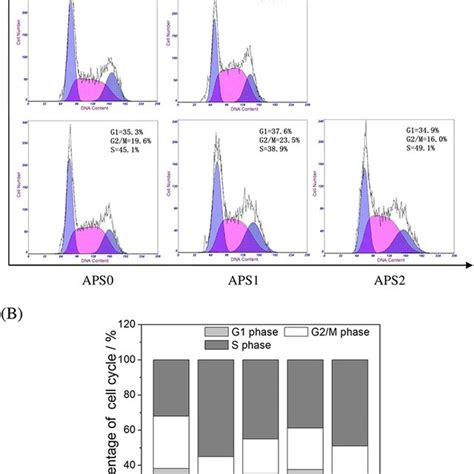 Cell Cycle Changes Of Oxalate Damaged Hk Cells After Repair By