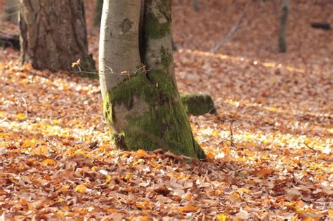 Autumn forest leaves forest floor Photos in .jpg format free and easy ...