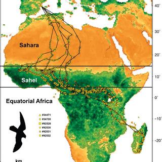 (PDF) The trans-equatorial loop migration system of Eleonora's falcon: Differences in migration ...