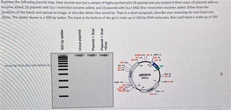 Solved Examine The Following Plasmid Map Now Assume You Had Chegg